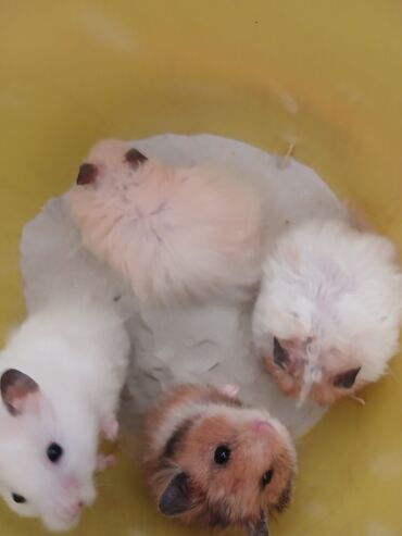 Gəmiricilər: Angora növ xamyak hemstr mehriban növüdür dişləmirlər uzun tükləri — 4