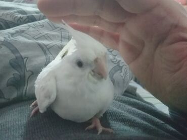 Tutuquşları: Yanaqsız karellalar cüt 250 - 370 azn — 4