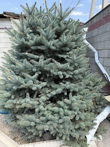 молочай цветок: Ель голубая (Picea pungens ‘Glauca’) – крупное декоративное хвойное — 2