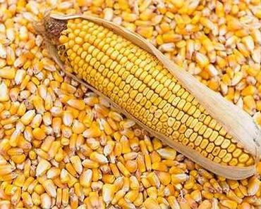 Корма для с/х животных: Продаю сушенную рушенную кукурузу Урожай этого 2023года. Есть около 25