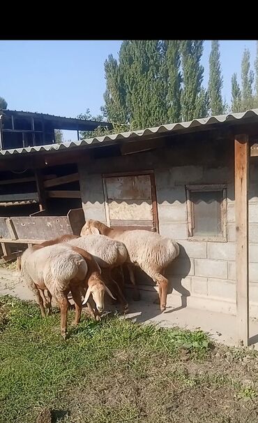 продаю кролики: Продаю | Баран (самец) | Арашан | Для разведения