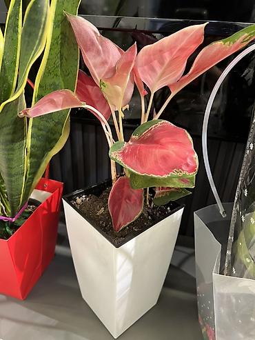 Другие комнатные растения: Женское счастье гигант сорт По городу доставка бесплатно Крупные — 80