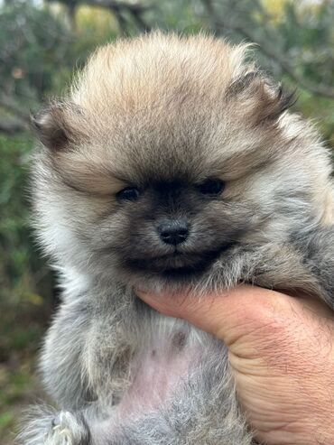 İtlər: Şpitz, 2 ay, Dişi — 9