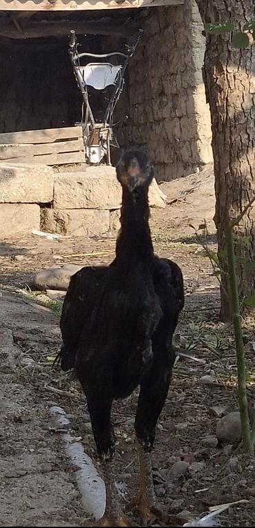 sumatra toyuq: Toyuq, Damazlıq — 2