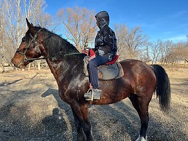 Лошади, кони: Продаю | Жеребец | Рабочий | Осеменитель — 8