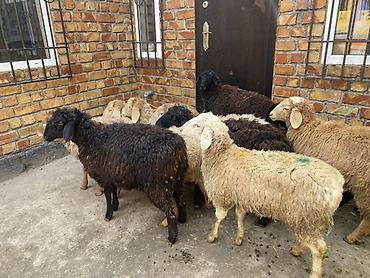 Баран, овца: Продаю | Овца (самка) | Для разведения — 3