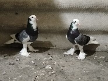 Зоотовары: Ağ başları və ayaqları olan iki göyərçin. Bu quşlar qara və boz