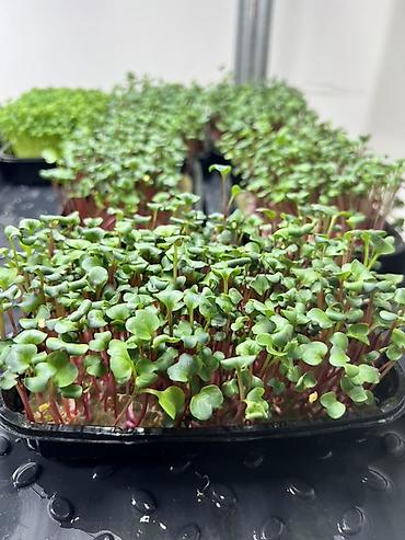 Микрозелень: Микрозелень в Бишкеке Горох подсолнечник, брокколи, горчица, редис — 8