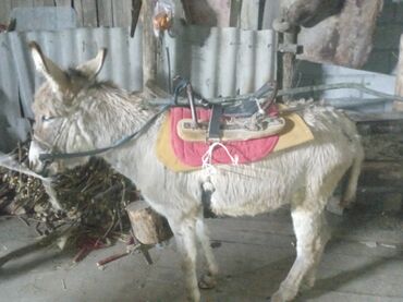 Другие с/х животные: Осёл рабочего ешек сатылат срочно улагы уйуру 💯💯💯 араба тартат жорго — 4