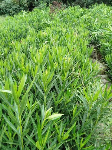 Ağaclar: Dekorativ agaclar — 9