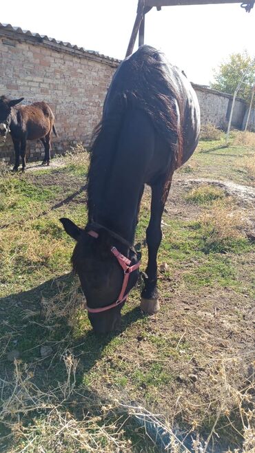 французский бульдог цена щенка: Продаю | Кобыла (самка) | Полукровка