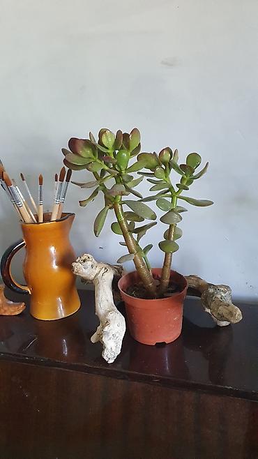 лотос цветок: Толстянка (Crassula ovata, «денежное дерево») в горшке. - Суккулент с — 2