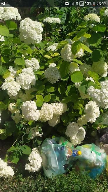 Гортензия: Гортензия БЕЛАЯ садовая. Крупные БЕЛЫЕ шары с футбольный мяч — 4