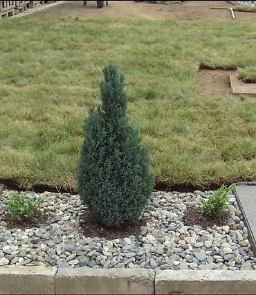 Semena i sadnice: Lovor višnja – sadnice u saksiji - Zimzelene sadnice Prunus — 6