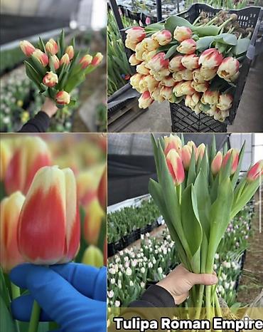 Букеты из живых цветов: ТЮЛЬПАНЫ ИЗ ГОЛЛАНДИИ 50 САНТИМЕТРОВ. ОПТОМ И В РОЗНИЦУ Оптом по — 3