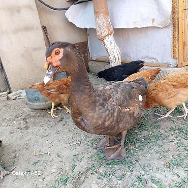 хары бюльбюль купить: Orginal Təmiz qan Krasnador Erkəyi 6 Aylıqdı Tam Sağlam ideal erkəydi — 7