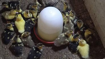 ördey balası: Ördəyin Altında çıxma lal ördək balaları. Krasnadarlar 4 AZN — 2