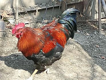 Птицы: Продаю Петушков — 4