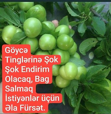 Tinglər: Goyce ve birinci sort turk eriyi tinglerine xususi endirimlerimiz var — 1