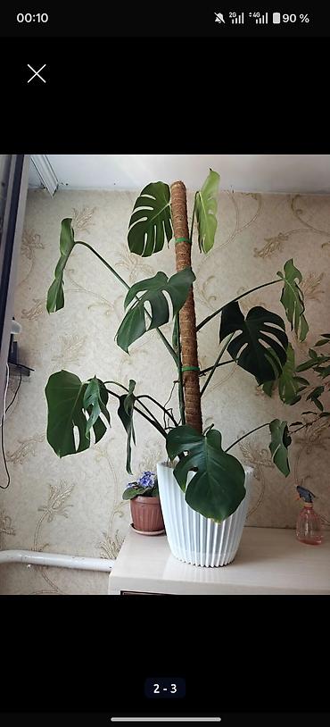 яблоко в карамели: Монстера делициоза (Monstera deliciosa) в крупном кашпо - Высокое — 2