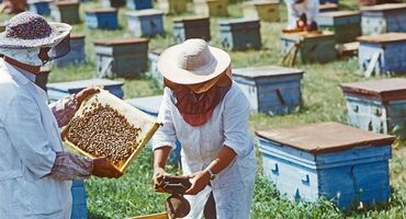 ana arı satışı 2023: Ari ailəsi satilir Karnika cinsi f1 bu il mayalanmış Qışlamasi çox