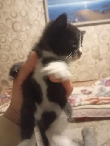 Отдам даром кошку: Кошка даром: Лесная, 1 месяц, Мальчик — 1