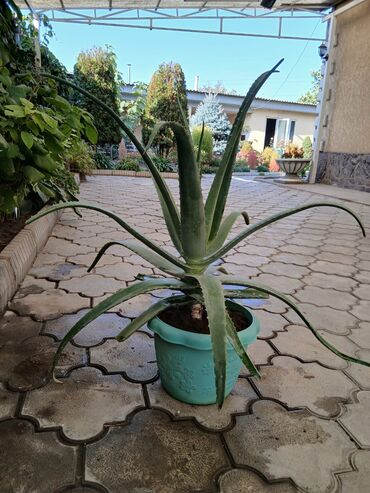 кастрюли большие: Алоэ вера в горшке - Крупный взрослый экземпляр с розеткой длинных