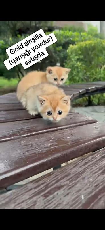 Qızıl şinşilla, Erkək lalafo.az -da Qızıl şinşilla, Erkək