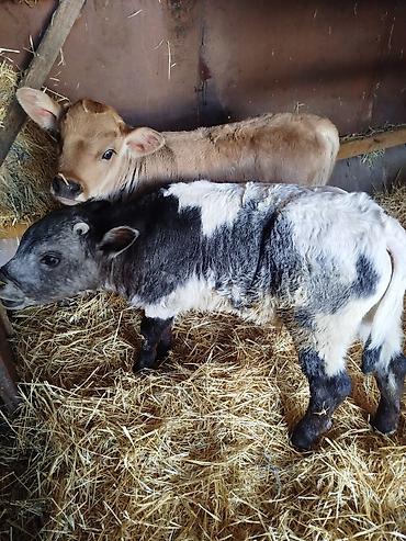 Коровы, быки: Продаю | Бык (самец) | Бельгийская | Для разведения | Искусственник — 9