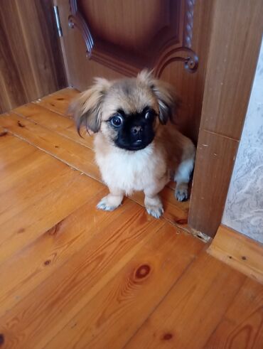 İtlər: Pekines, 3 ay, Dişi, Ünvandan götürmə