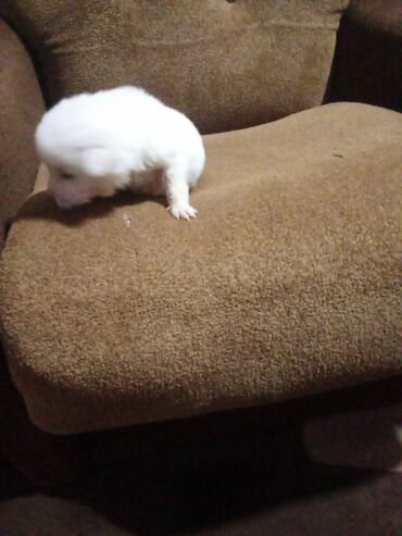 İtlər: Zvonok, 1 ay, Erkek, Ödənişli çatdırılma, Ünvandan götürmə, Pulsuz çatdırılma — 8