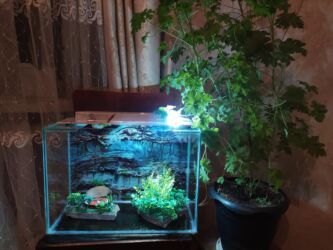 pişik ucun qum qabı: Прямоугольный аквариум, Вместе с рыбами, 26 л, Бесплатная доставка