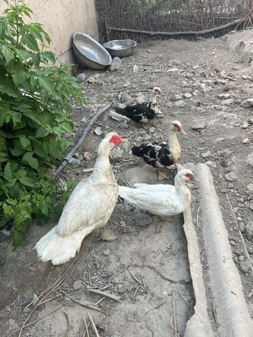 купить домик для кошки недорого: Продаю | Куры | Для разведения