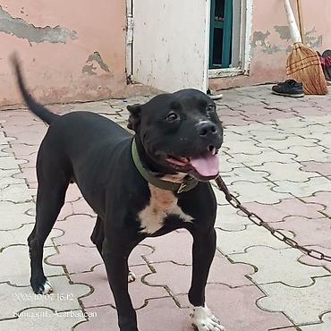 itlər afcarka: Pitbul, 7 ay, Erkək — 2