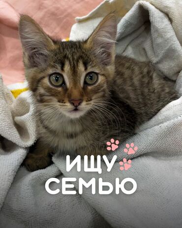 кошка с разными глазами: Мышык бекер берилет: Породасыз, 1 айлык, Ургаачы, Лотокко барууга үйрөтүлгөн