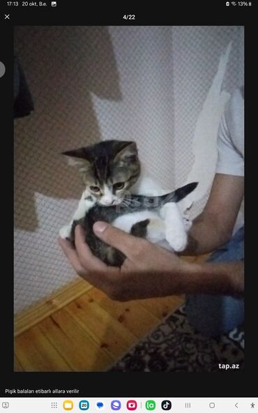 Pişiklər: Yaxşı əllərə — 18