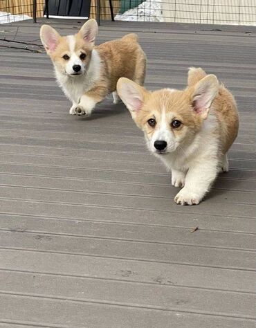 İtlər: Korgi, 2 ay, Erkek, Sənədli, Pulsuz çatdırılma — 27