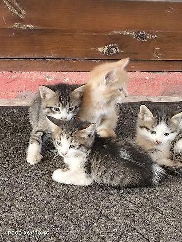 котёнок в хорошие руки: Очаровательные котята-домоседы - Порода: беспородные (дворянские) — 2