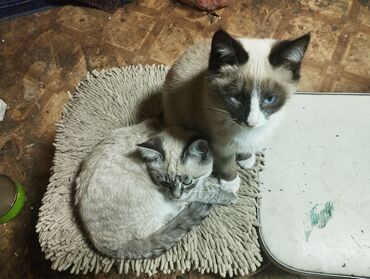 экзотическая короткошёрстная кошка: Сиамская, 4 месяца, Мальчик, Приучена к лотку