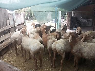 корова уйлар: Продаю | Баран (самец) | Для разведения — 2
