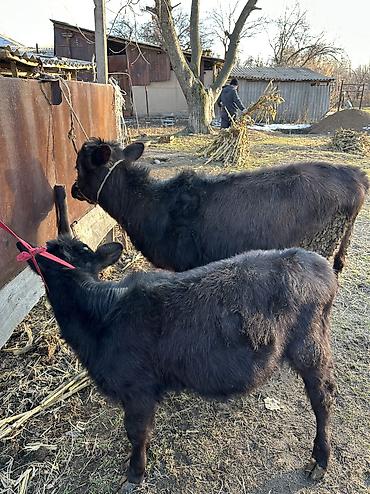 Коровы, быки: Продаю | Корова (самка), Тёлка | Полукровка, Алатауская | Для разведения — 11