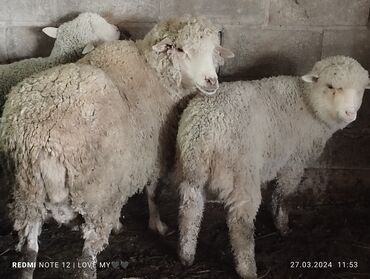 Бараны, овцы: Меренос Кой 2козусу менен Сатылат