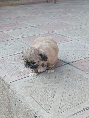 İtlər: Pekines — 10