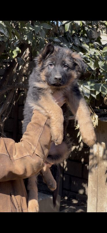 İtlər: Alman çoban iti, 3 ay, Erkek, Peyvəndli — 14