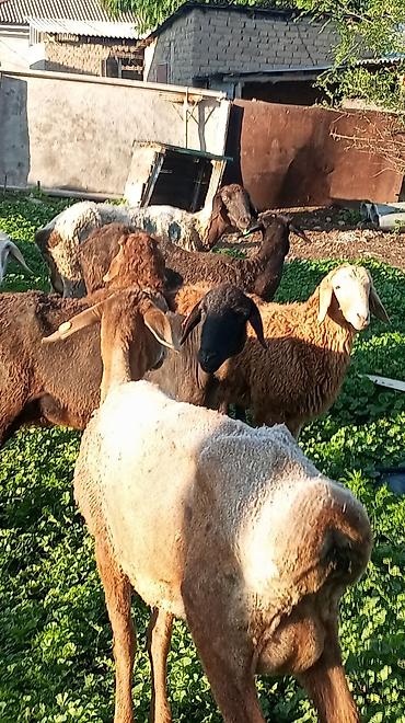 Баран, овца: Продаю | Овца (самка) at lalafo.kg — 1 Баран, овца: Продаю | Овца (самка) — 1