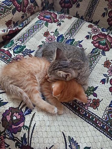 животные кошки: Кошка даром: Беспородная, 2 месяца, Мальчик, Приучена к лотку — 1