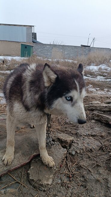 ит хаски: Хаски, 2 года, Самка, С родословной