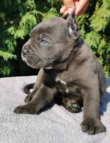 duksericavelicina l: CANE CORSO štenci Ako tražite vernog člana porodice, obratite se