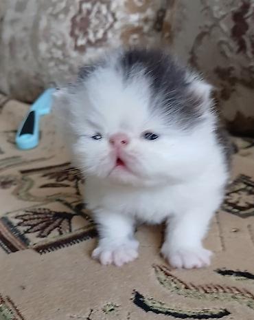 Продажа кошек: Персидский котёнок. Эксклюзив ! Шикарная персидская кошечка в — 10