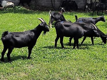 Козы, козлы: Продаю | Коза (самка), Козёл (самец), Козлёнок — 1